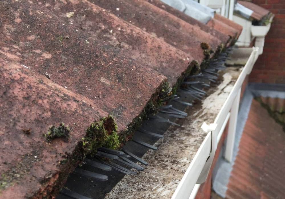 Residential Gutter Cleaning Company in Cambridgeshire