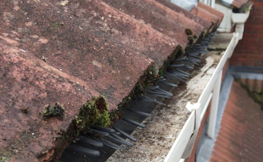 Residential Gutter Cleaning Company in Cambridgeshire